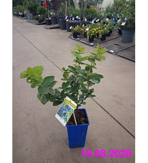 Lonicera kamtschatica 'Atut' RP 1,6 L
